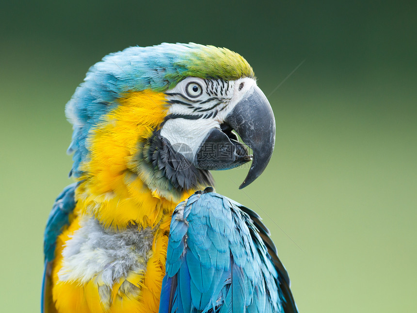 特写金刚鹦鹉动物园情调动物异国翅膀生活鹦鹉丛林木材羽毛图片