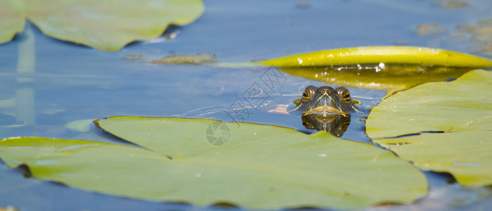 欧洲池塘龟水龟热带高清图片