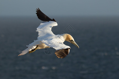 北方塘鹅英国野生动物高清图片