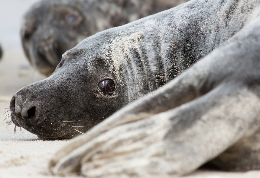 灰海豹免版税幸福海豹灰海豹指甲微笑哺乳动物照片享受嗓音图片