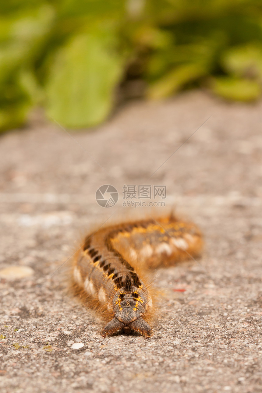 毛毛虫蝴蝶害虫动物群动物毛虫库存蛴螬百合马铃薯生物图片