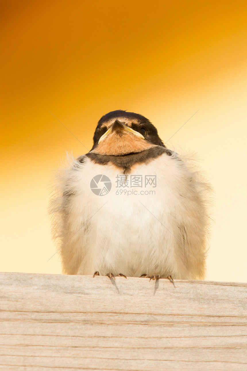 一只年轻的燕子野生动物环境栖息观鸟免版税谷仓羽毛照片家燕账单图片