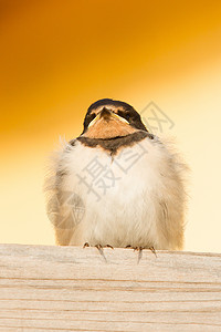 燕子麻雀一只年轻的燕子野生动物环境栖息观鸟免版税谷仓羽毛照片家燕账单背景