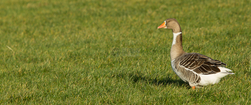 一只鹅家畜动物群鸭子羽毛照片免版税野生动物蓝色农场库存图片