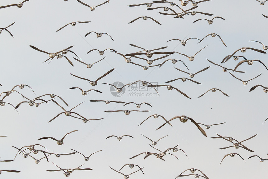 一群布伦特鹅荒野日落照片野生动物团体鸽子旅行股票航班白相图片