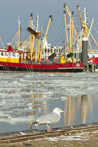 南极贼鸥一只有渔船的海鸥海岸小鸟免版税天气翅膀风景环境海鸟照片血管背景