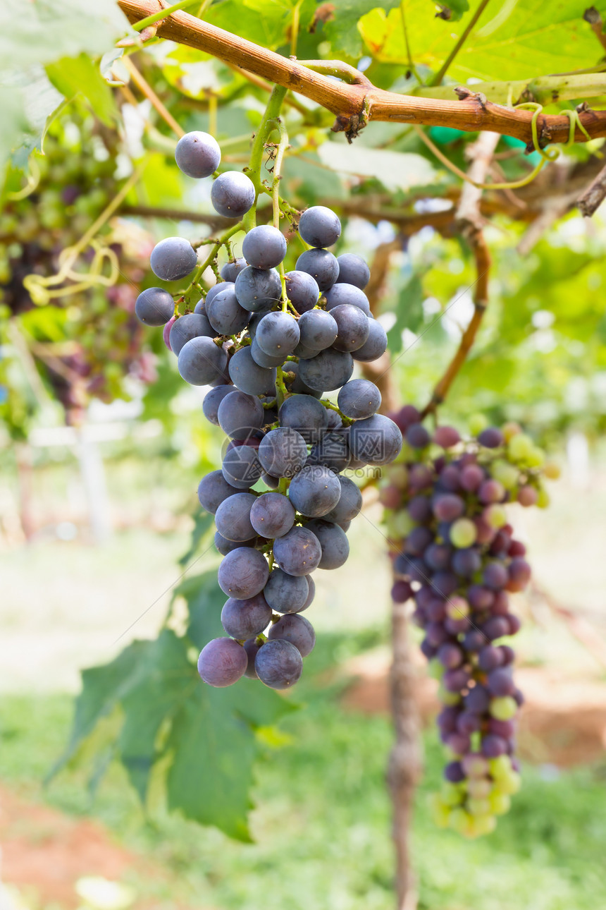葡萄藤上的红葡萄生长植物群叶子酒厂收成藤蔓园艺葡萄园花园水果图片