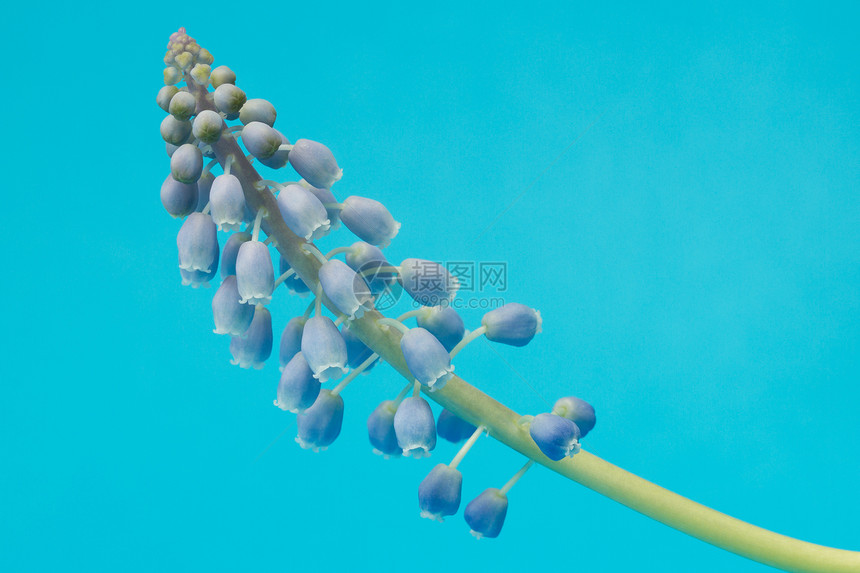 蓝色背景的格蕾pe hyacinth图片