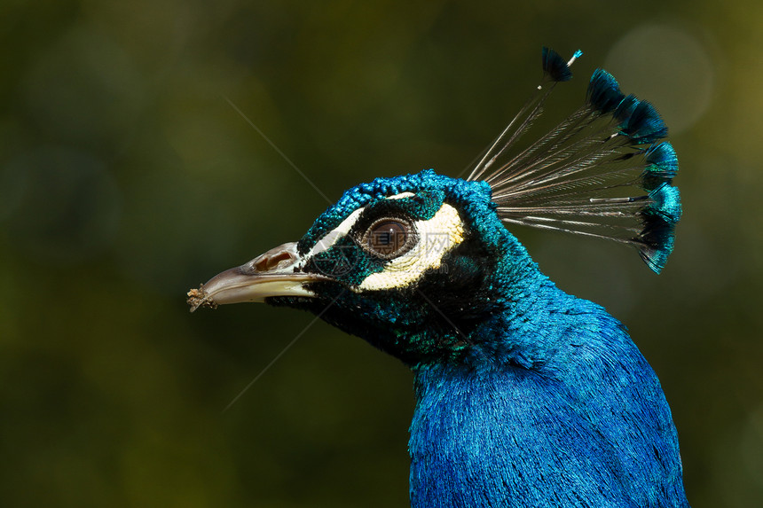 孔雀仪式热带蓝色活力种群动物尾巴羽毛脖子绿色图片
