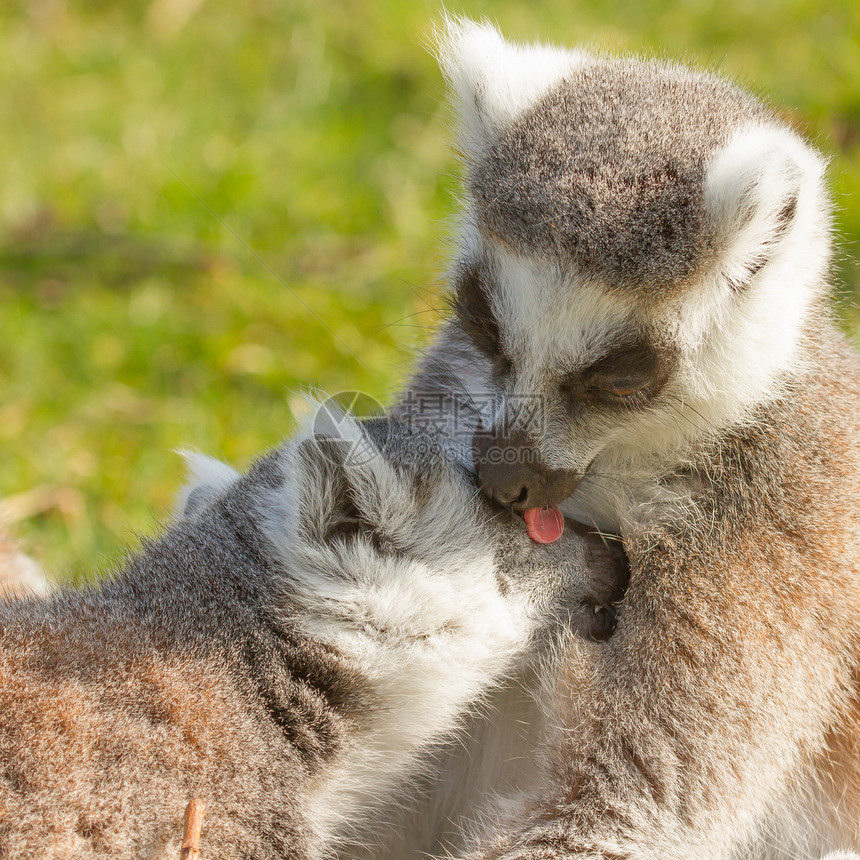 环尾狐猴Lemur catta动物哺乳动物卡塔尾巴警报条纹濒危毛皮黑与白野生动物图片