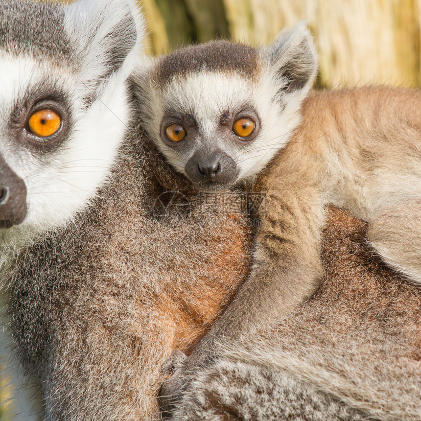 环尾狐猴Lemur catta动物濒危毛皮尾巴哺乳动物荒野黑与白灵长类卡塔野生动物图片