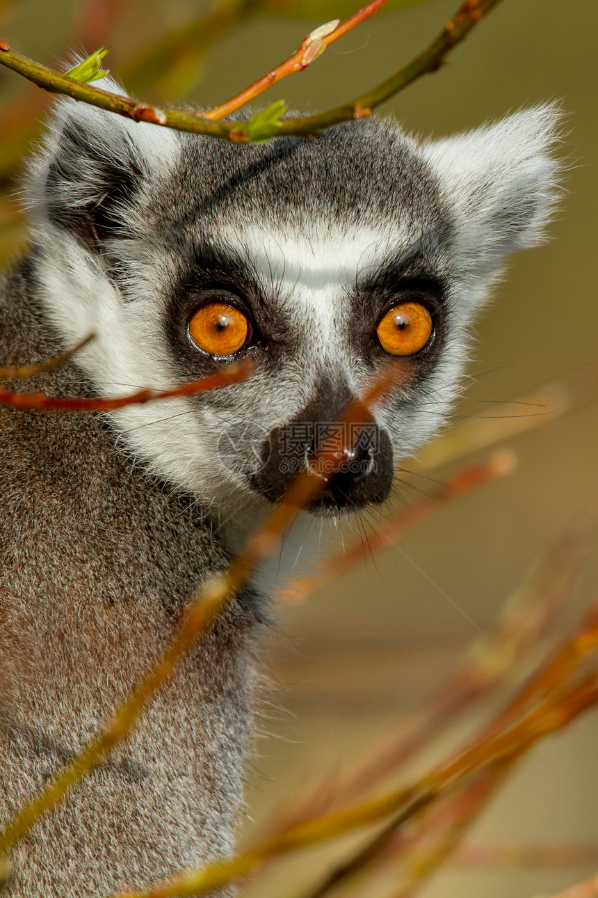 环尾狐猴Lemur catta野生动物尾巴哺乳动物动物卡塔条纹黑与白濒危毛皮眼睛图片