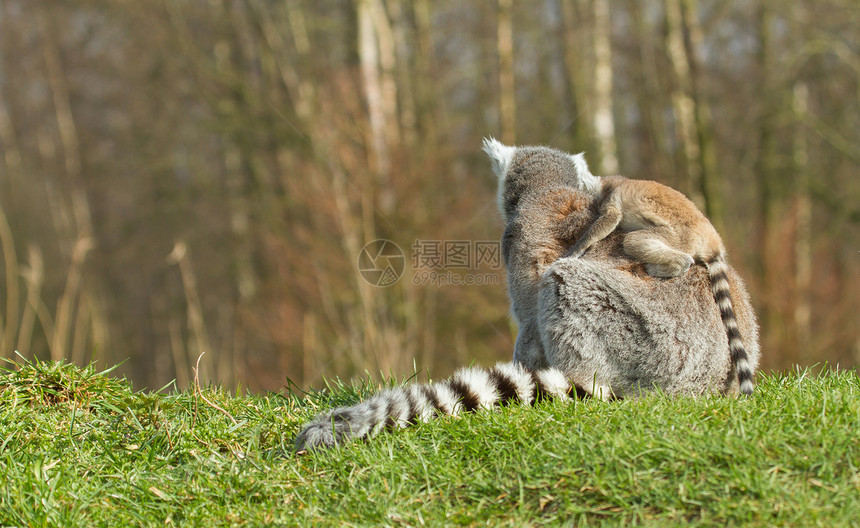 环尾狐猴Lemur catta动物园黑与白灵长类毛皮警报尾巴野生动物动物卡塔条纹图片