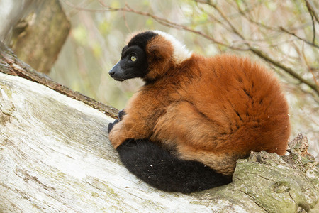 大矮狐猴自然年轻的高清图片