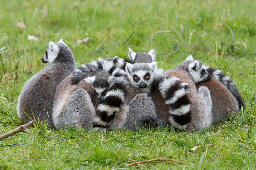 环尾狐猴Lemur catta卡塔濒危尾巴动物毛皮灵长类警报睡眠哺乳动物条纹图片