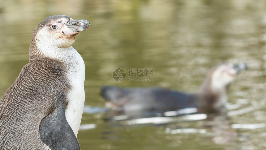 乌姆堡企鹅燕尾服情调异国荒野动物园岩石海洋生活照片享受图片