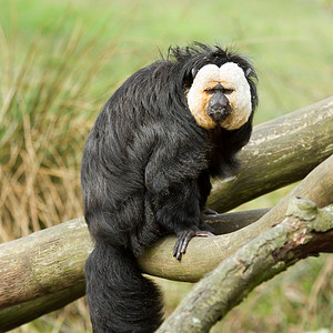 圭亚那白脸Saki灵长类哺乳动物森林男性黑色野生动物金脸树木白色古猿背景