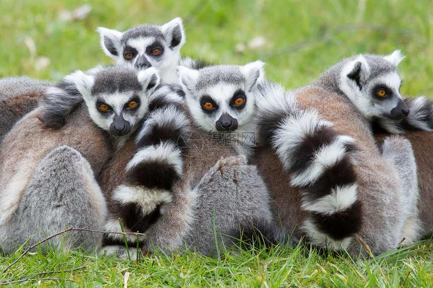 环尾狐猴Lemur catta动物园眼睛条纹黑与白尾巴野生动物哺乳动物卡塔濒危警报图片
