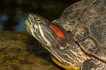 水龟陆龟自然野生动物高清图片