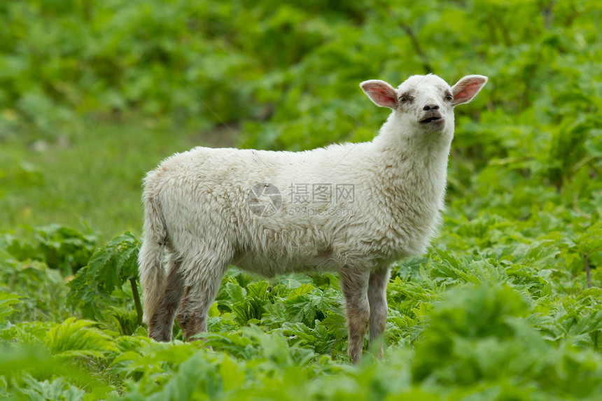 小羊羔新生哺乳动物孩子农业宝贝农场产妇羊肉后代场地图片