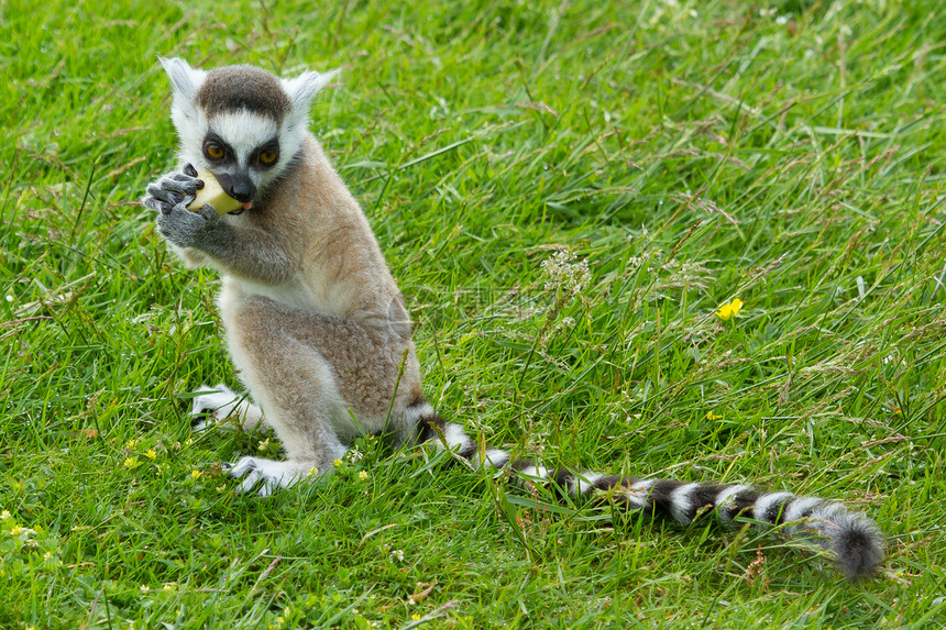 环尾狐猴吃水果眼睛警报荒野野生动物卡塔毛皮濒危尾巴动物动物园图片
