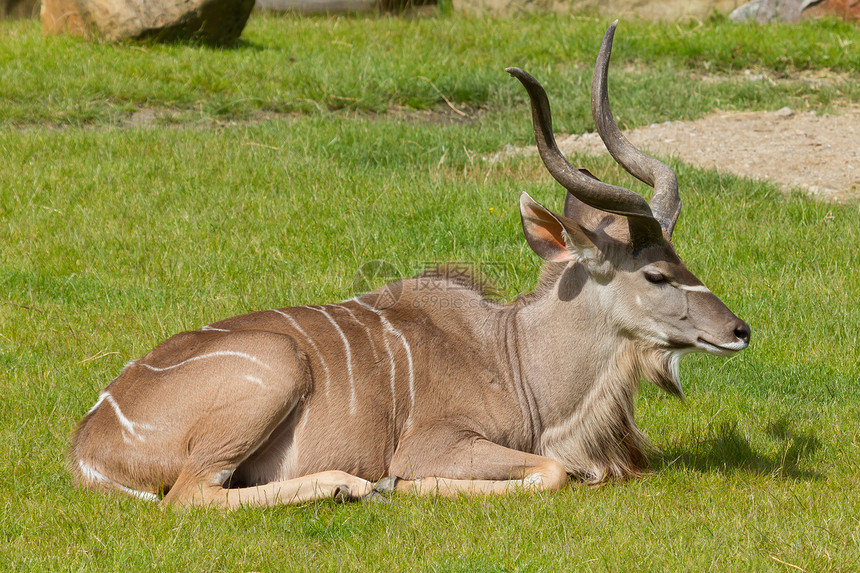 大Kudu 肖像荒野耳朵野生动物牛角动物园白色螺旋俘虏鲇鱼男性图片