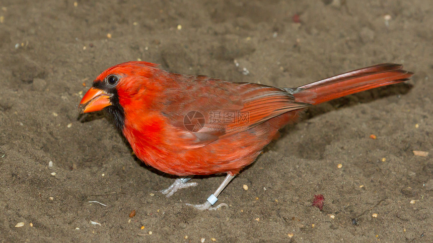 被囚禁的北方红衣主教红色苔藓男性翅膀口罩摄影观鸟野生动物环境波峰图片