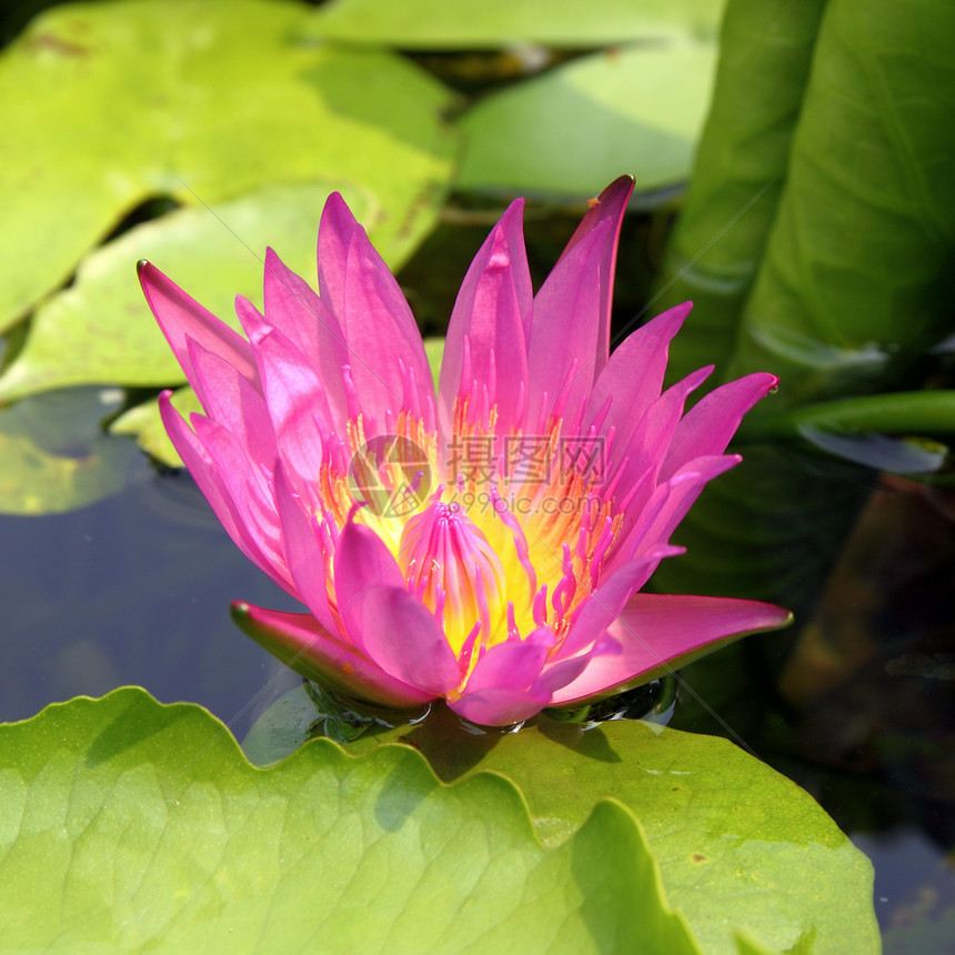 粉色莲花在夏天开花荷花美丽花瓣百合冥想植物反射紫色池塘花园图片