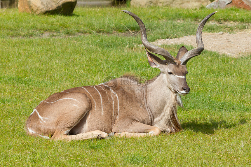 大Kudu 肖像荒野动物园牛角男性白色俘虏螺旋耳朵鲇鱼野生动物图片