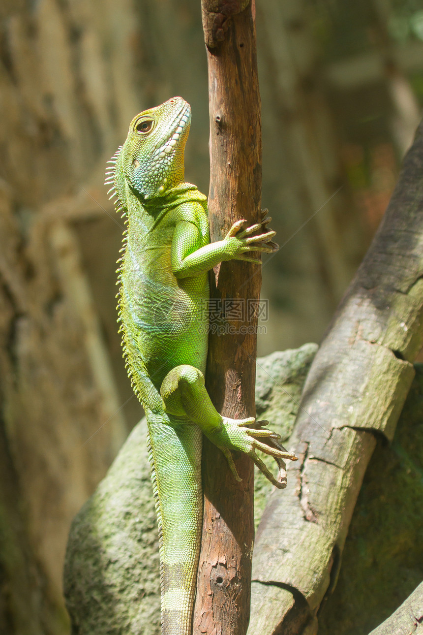 在越南动物园的一棵树上的Iguana图片