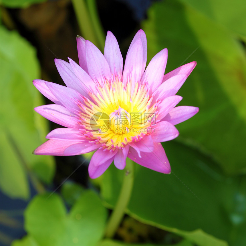 天然池塘中盛开的粉红莲花园艺叶子季节植物群美丽反射卡片冥想花园花瓣图片