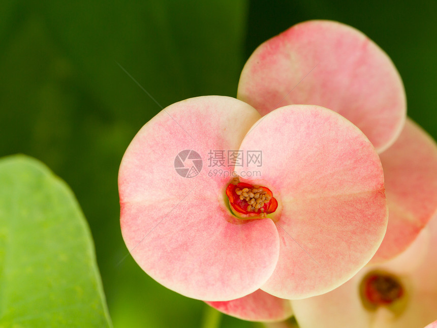 粉花开花粉色叶子花朵园艺蓝色天气植物花园水平图片