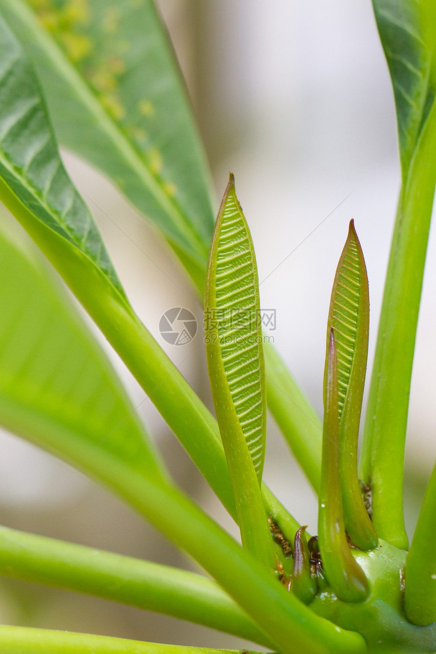 种植青叶 香蕉树图片