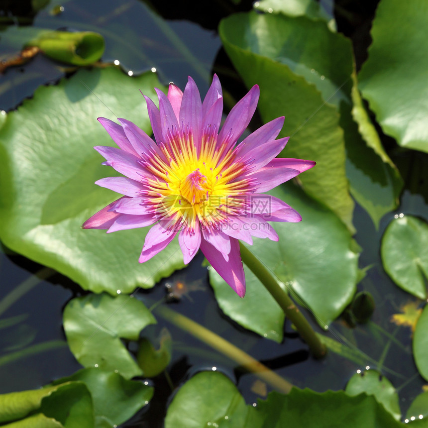 天然池塘中盛开的粉红莲花卡片花园植物公园反射花瓣叶子植物群温泉热带图片