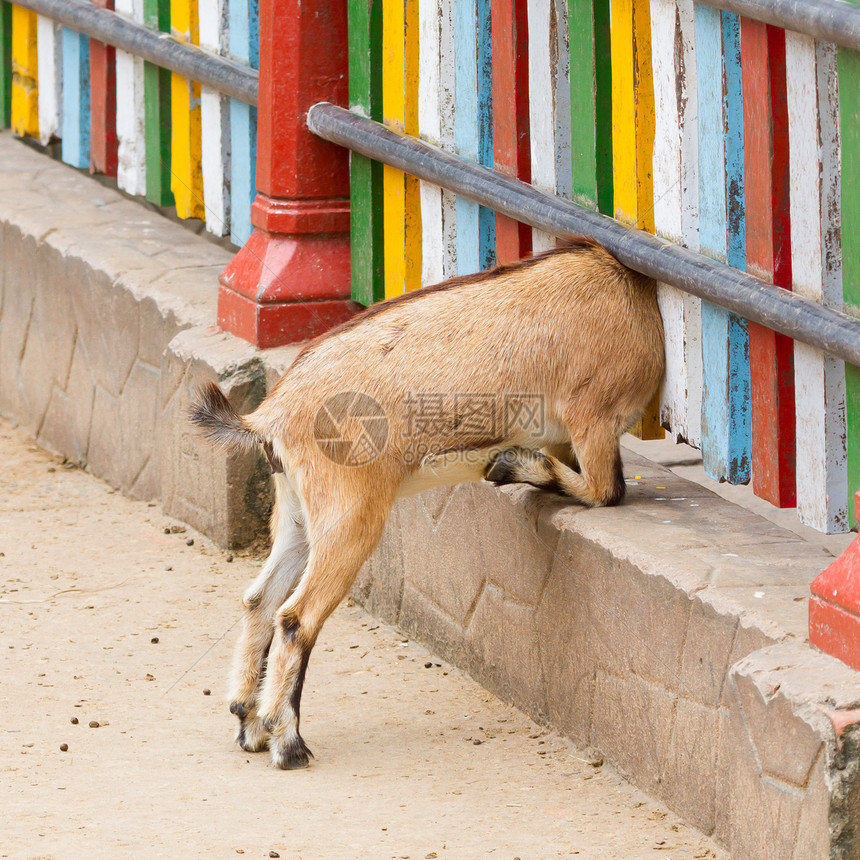 山羊穿过栅栏看着陷阱牛角农场毛皮动物动物园场地哺乳动物金属膝盖图片