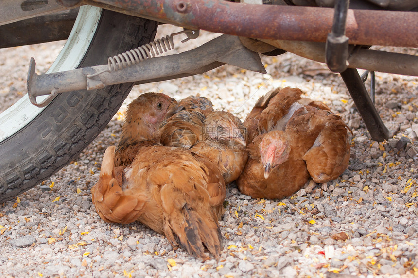 棕色鸡在摩托车下躺着隐藏羽毛睡觉农业母鸡乡村农场宠物家禽女性图片