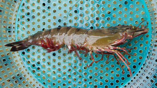 养海鲜越南市场上的大型大活养虾烹饪展示盘子鱼片服务美食食物动物滤器海洋背景