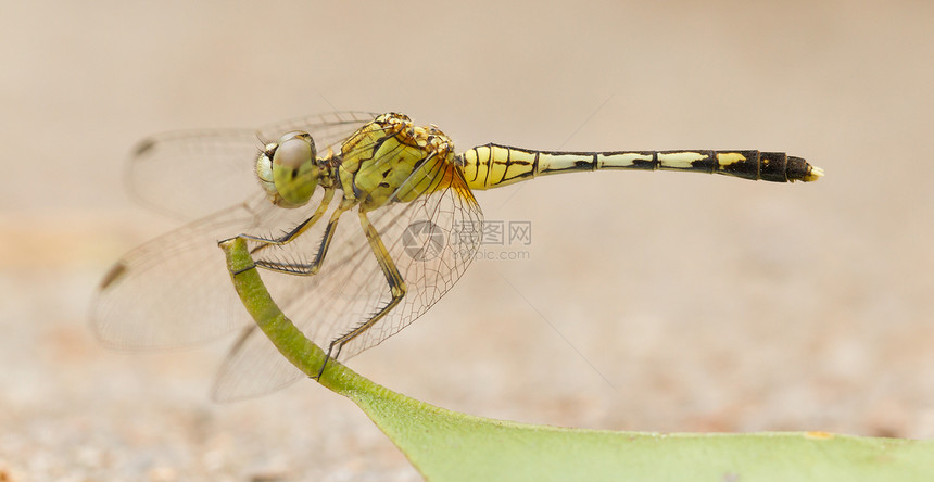 飞翔在叶子上飞行荒野翅膀捕食者蜻蜓野生动物动物身体眼睛生活图片