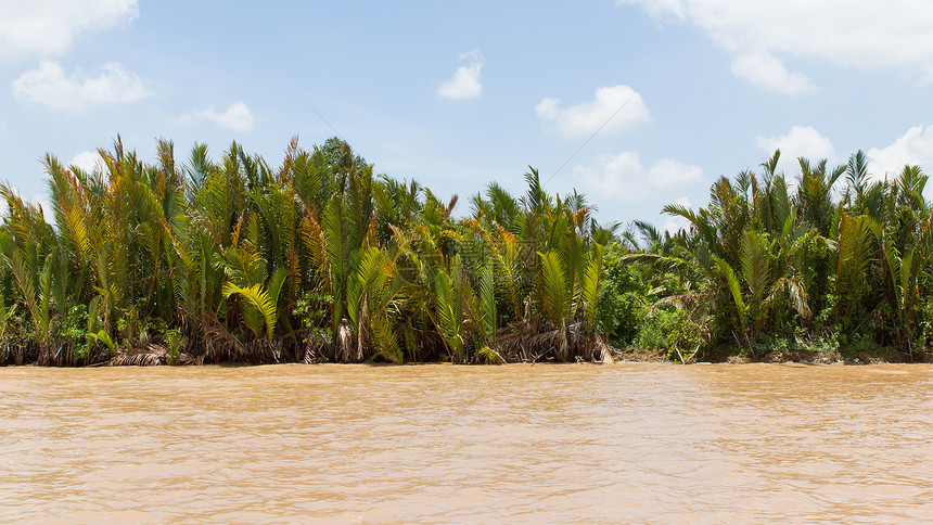 湄公河三角洲棕榈树图片