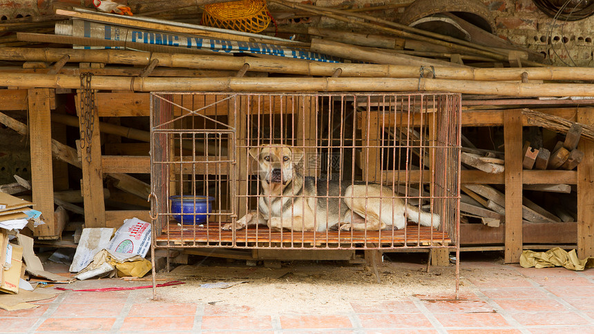 狗在越南的笼子里图片