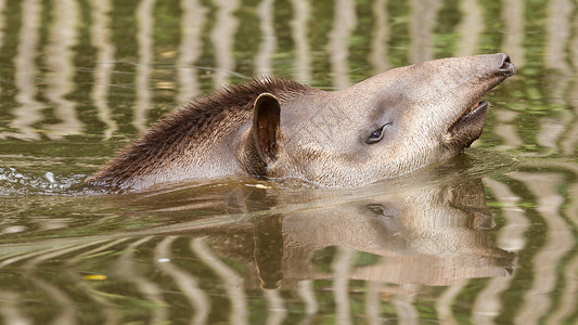 南美水中自来水龙头的剖面肖像生物椎骨哺乳动物奇蹄目脊椎动物哺乳类呼吸野人荒野游泳背景