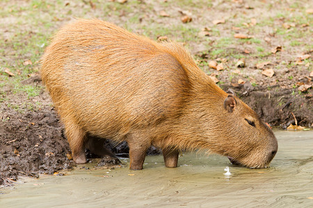 Capybara (水手) 在肮脏的游泳池中饮用高清图片