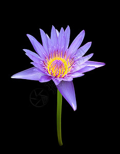 漂浮紫色花瓣黑色背景上盛开的蓝色莲花背景