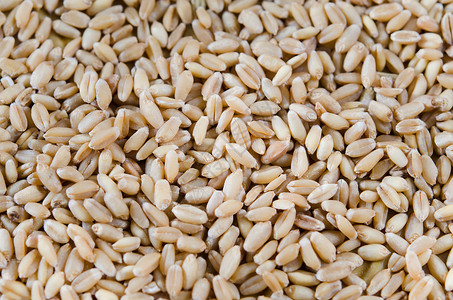 小麦植物粮食食物种子背景图片