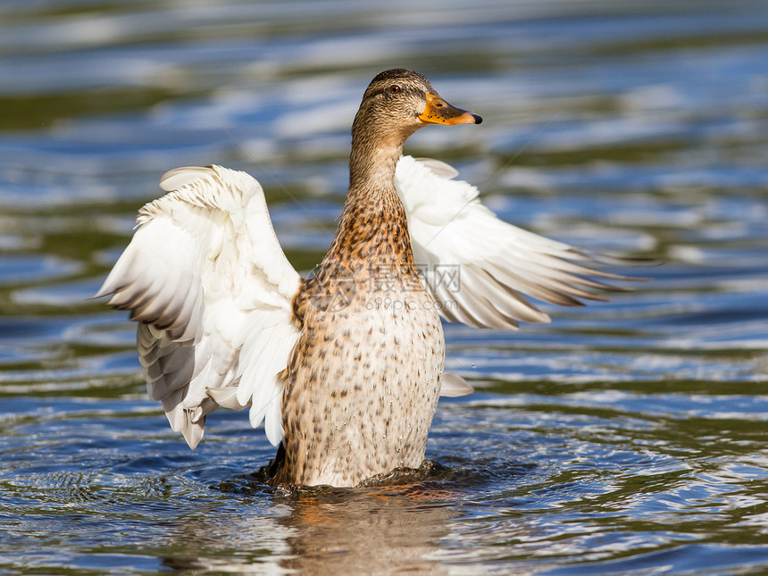 雌性马华达鸭子洗羽毛打扫飞沫野鸟女性飞行运河打扮棕色洗涤蹼状图片