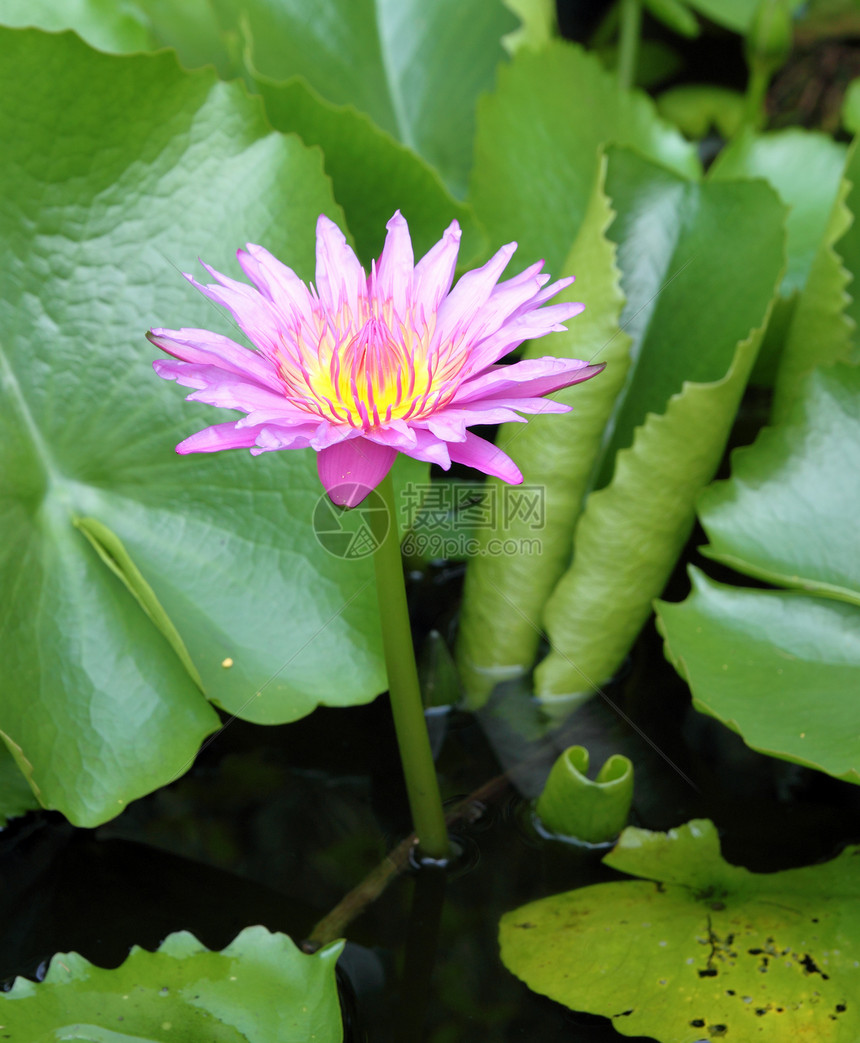 天然池塘中盛开的粉红莲花植物学园艺叶子花瓣植物植物群卡片公园热带环境图片