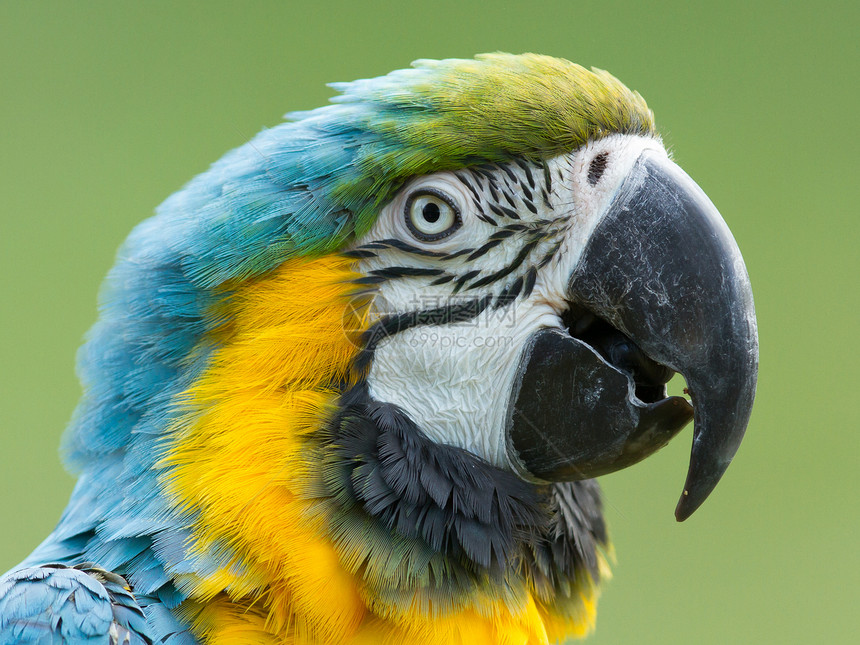 特写金刚鹦鹉夫妻情调鹦鹉翅膀眼睛异国热带动物园木材羽毛图片