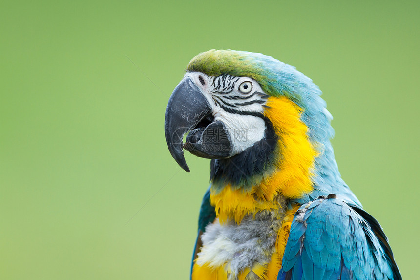 特写金刚鹦鹉翅膀羽毛日志动物热带宠物蓝色动物群丛林木材图片