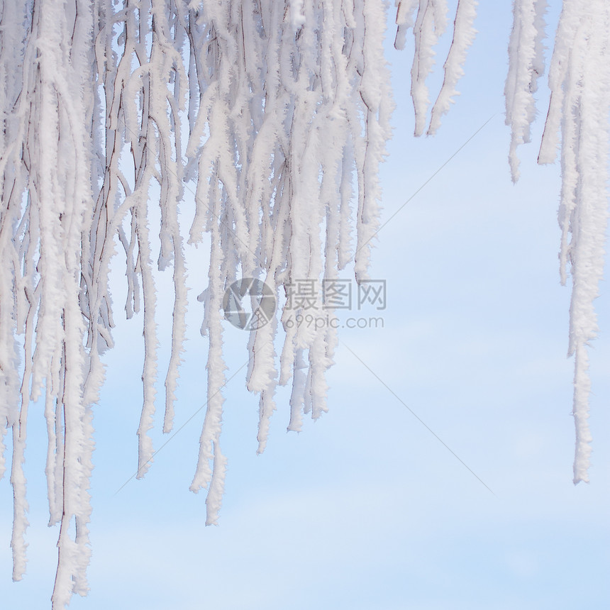 树上叶冻霜蓝色钻石星星冻结寒意装饰品季节气候照片雪花图片