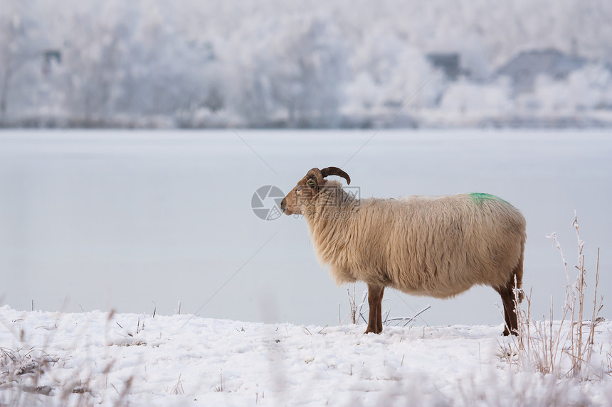 冬季风景中的绵羊羊毛场地农业动物国家芦苇哺乳动物免版税农场家畜图片